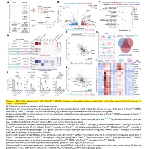 Cell Stem Cell—斯坦福大学研究重磅：通过骨髓移植修复小胶质细胞trem2功能可有效抑制ad模型小鼠的aβ沉积骨髓移植胶质