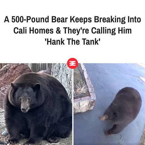 A 500-Pound Bear Keeps Breaking Into Cali Homes & They're Calling Him ...