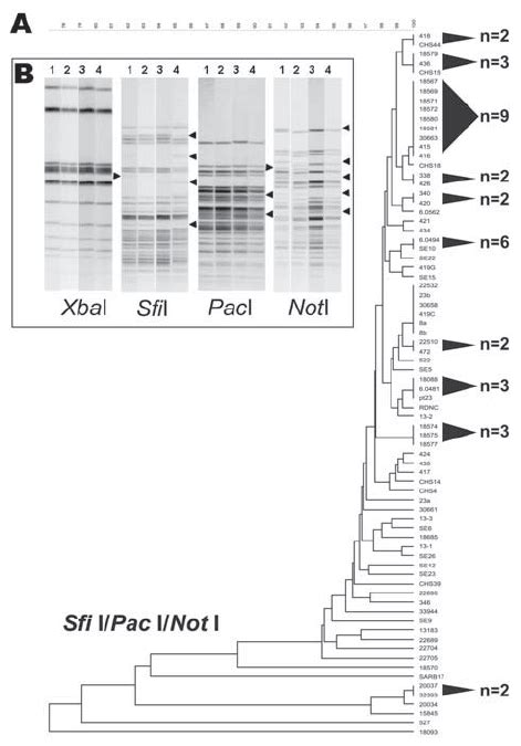 A 3 Enzyme Pulsed Fi Eld Gel Electrophoresis Pfge Based