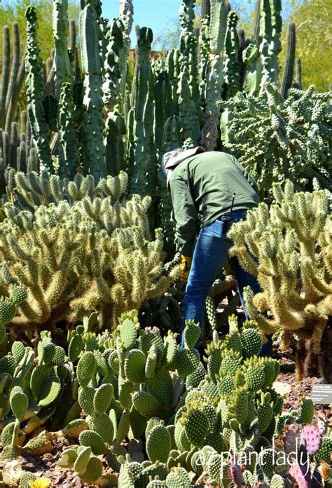 Pruning Cactus Desert Gardening 101