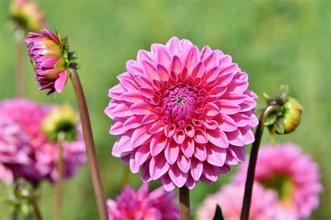 Dahlia Dahlior Bud Blomma Gratis Foto På Pixabay Pixabay