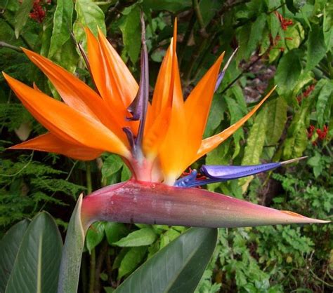 Seedsup 3 Bird Of Paradise Crane Flowers Strelitzia