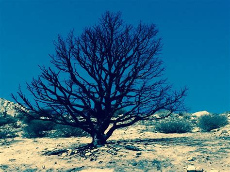 Pinyon Pine - Mammoth Tree Service - Skyline Arborist