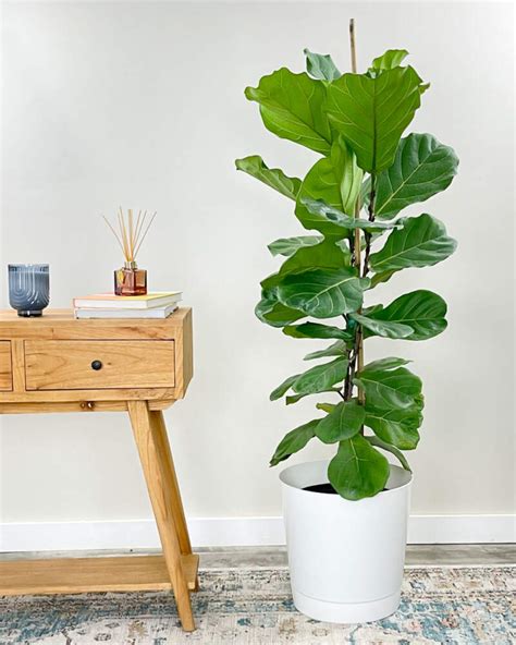 Ficus Lyrata Tree For Sale Retail | www.independentndt.co.nz