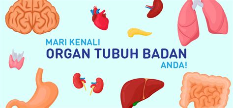 mari kenali organ tubuh badan   estidotmy