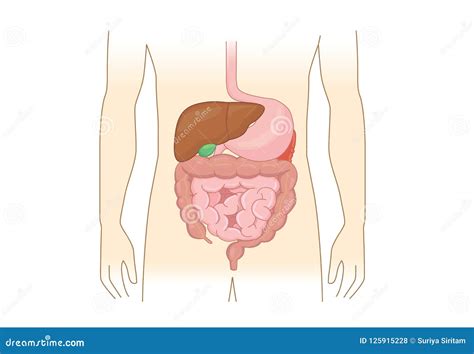 Human Intestines Anatomy Isolated On White Background Vector