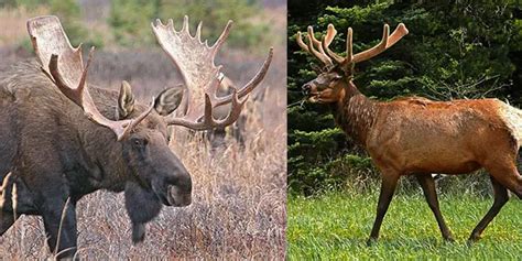 Moose Vs Elk Key Differences Between Moose And Elk