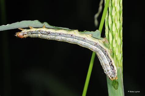 Bug S Eye View Fall Armyworm Vol No Mississippi State