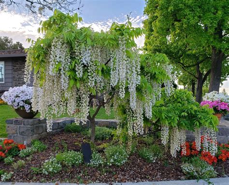 White wisteria | Wisteria tree, White wisteria, Wisteria pergola