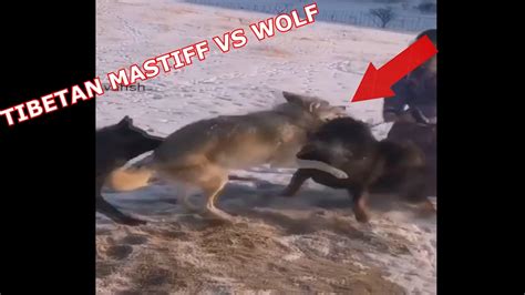 Tibetan Mastiff Vs Wolf Youtube