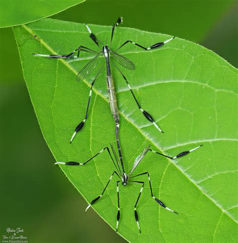 Eastern Phantom Crane Fly From Cedar Bog 980 Woodburn Rd Urbana OH