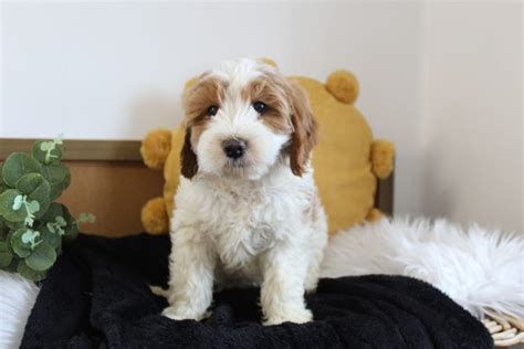 Mini Goldendoodle Puppies For Sale | Hopeful Dreams Family Puppies