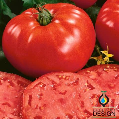 Beefsteak Determinate Tomato Seeds Non Gmo Open Pollinated