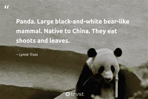 20 Panda Quotes About The Adorable Bear Of China And Film 2024