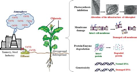 Chromium Toxicity In Plants An Overview Of Plant Signaling SpringerLink