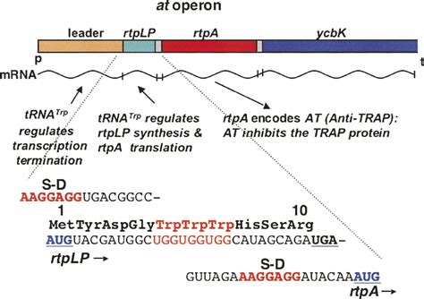 Rna Based Regulation Of Genes Of Tryptophan Synthesis And Degradation