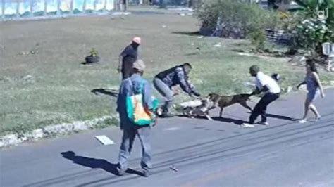 Pitbull Atacando O Dono - VÍDEO: pitbull escapa e ataca outro cachorro que passeava com família ...