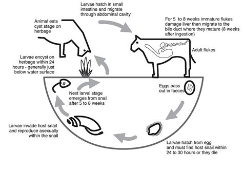 Liver Flukes Life Cycle