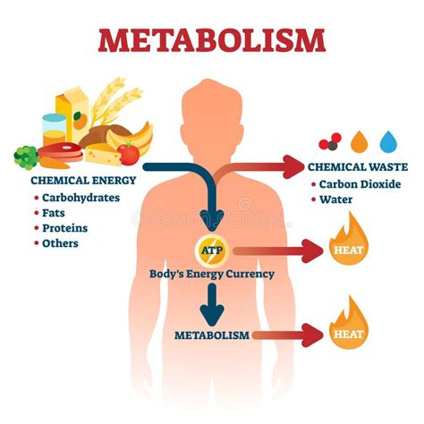 Metabolism Vector Illustration Labeled Chemical Energy Educational