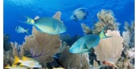 Coral reefs in danger from overfishing - Ocean Sentry