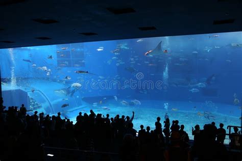 OKINAWA - 9 OCT: Okinawa Churaumi Aquarium in Okinawa, Japan on 9 ...