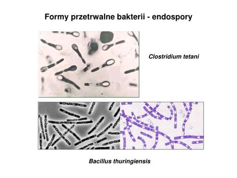 Ppt Mikrobiologia Przemys Owa Powerpoint Presentation Id