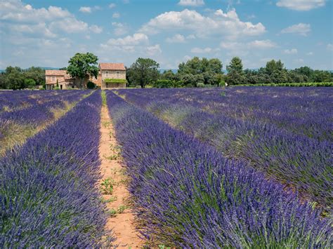 When and where does lavender bloom in Provence?