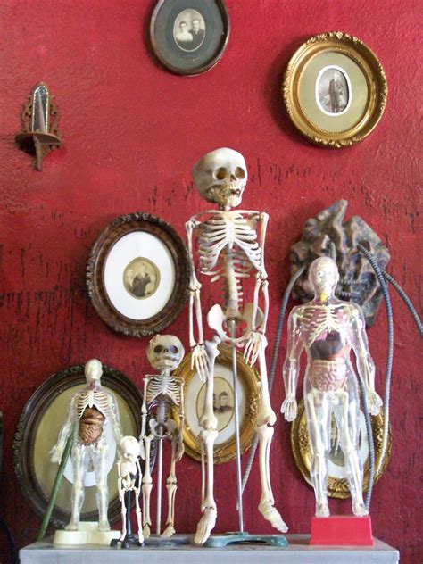 Baby Skeletons And Visible Men Left To Right Visible Man Flickr