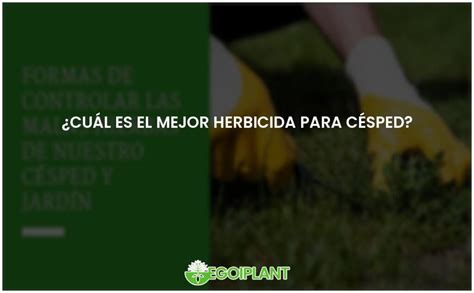 Mejor herbicida para césped la solución perfecta para tu jardín