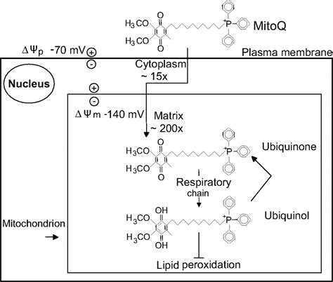 Mitochondria Targeted Antioxidant Mitoq10 Improves Endothelial Function