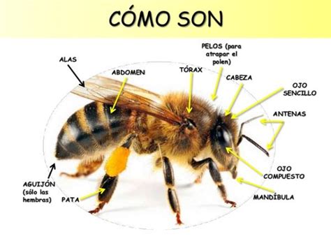 Conoce Los Diferentes Tipos De Abejas Y Avispas Una Guía Completa Ar