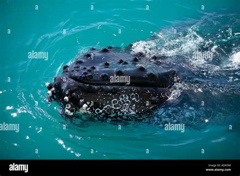 Whale Planet Humpback Whales Hervey Bay Queensland Australia Stock