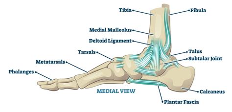 Ankle Ligament Injuries Can Lead To Severe Arthritis In The Ankle