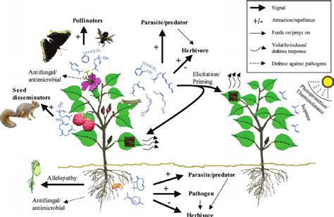 An Overview Of Volatile Mediated Plant Interactions With The