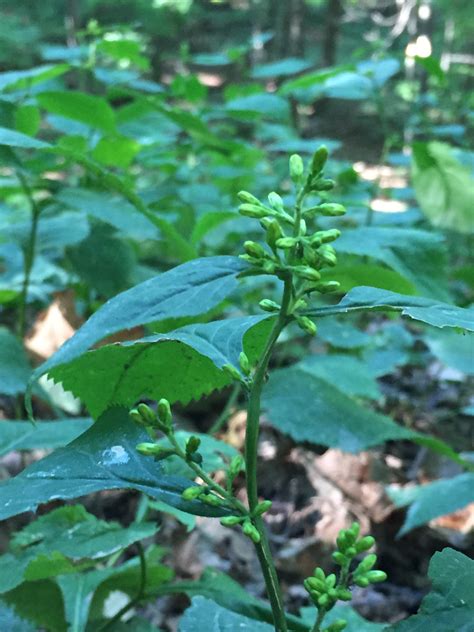 Dogbane – Brock University Botanical Index