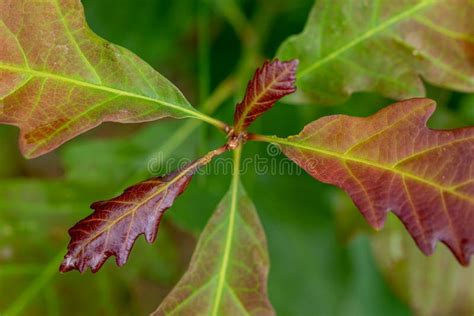 Young Red Oak Leaves Stock Image Image Of Environment 189033071