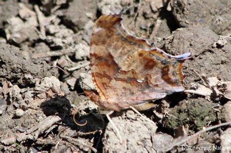 Question mark butterfly – Discovering Nature