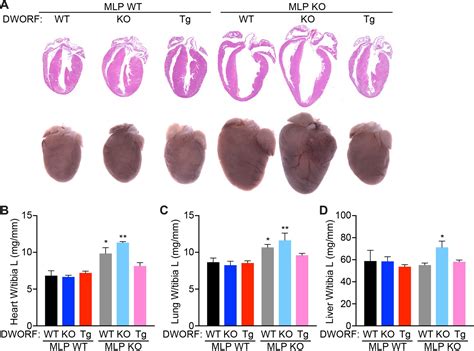 The DWORF Micropeptide Enhances Contractility And Prevents Heart