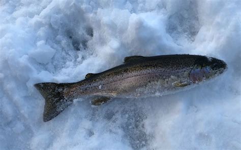 Guided Ice Fishing in Alaska