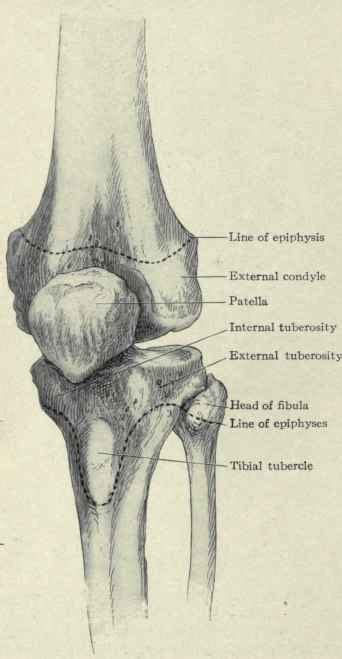 The Knee Joint