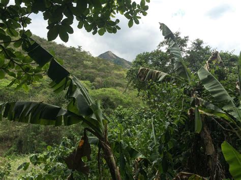 Sierra Maestra Range Great National Park, Cuba