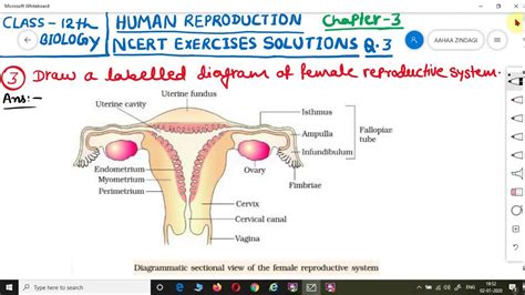 NCERT EXERCISES SOLUTIONS CLASS 12 BIOLOGY Chapter 3 Human