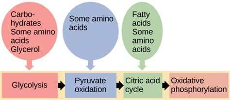 Biology The Cell Cellular Respiration Connections Of Carbohydrate