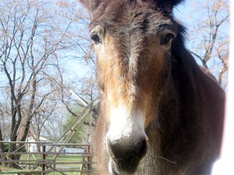 Donkeys Mating Pictures on Animal Picture Society