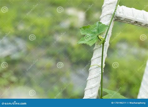 Coccinia grandis leaves stock image. Image of coccinia - 170196211