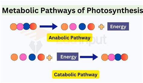 Photosynthesis-Process, Factors, Formula, Adaptations