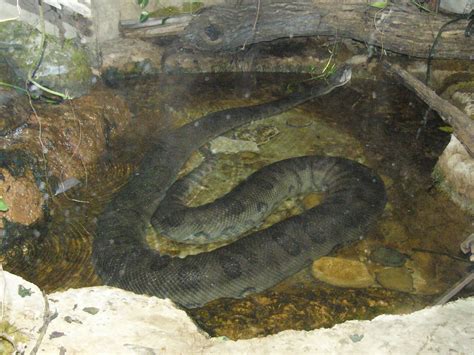 The Online Zoo - Green Anaconda