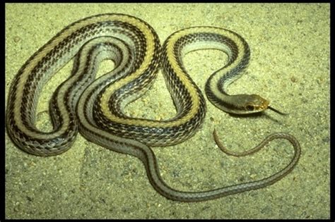 Western Patch Nosed Snake Reptiles Of Chiricahua Nm Inaturalist Mexico