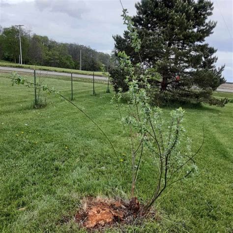 Pussy Willow Salix Discolor Longevity Diseases Nativity Petals And Metal Flower Farm