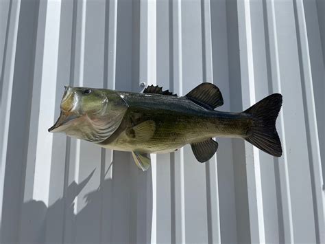 21 Inch Largemouth Bass Fish Mount For Sale 21 Inch Largemouth Bass